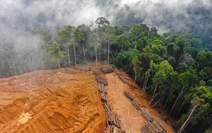 Hàng hóa liên quan tới việc phá rừng bị cấm nhập khẩu vào EU