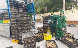 Xử lý nghiêm các trường hợp vận chuyển trái phép gia cầm vào Việt Nam