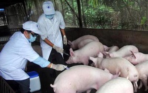 Vaccine dịch tả lợn châu Phi chính thức được sử dụng trên cả nước