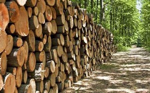 Đề nghị sửa quy định Hệ thống bảo đảm gỗ hợp pháp Việt Nam