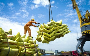 Công điện của Thủ tướng Chính phủ về việc tăng cường thực hiện các nhiệm vụ, giải pháp thúc đẩy sản xuất, xuất khẩu gạo