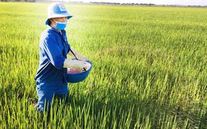 Hoa Kỳ tài trợ 4 triệu USD giúp nông dân Việt Nam sử dụng phân bón đúng cách