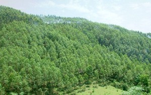 Chính phủ tháo gỡ khó khăn, vướng mắc trong chuyển mục đích sử dụng rừng sang mục đích khác