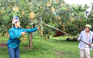 Huyện Sông Mã (Sơn La) xây dựng vùng cây ăn quả chất lượng cao