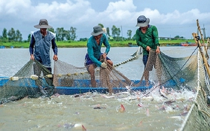 Hỗ trợ Quảng Trị hóa chất để phòng, chống dịch bệnh thủy sản