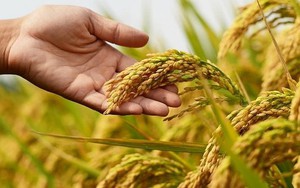 Thúc đẩy hợp tác lúa gạo giữa Việt Nam và Philippines