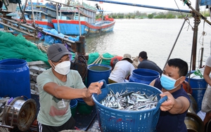 Khánh Hòa triển khai đồng bộ, quyết liệt các giải pháp chống khai thác IUU