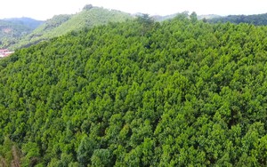 Nâng cao chất lượng rừng nhằm bảo tồn hệ sinh thái rừng và phòng, chống thiên tai