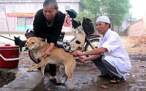 Bộ Y tế khuyến cáo phòng dịch bệnh dại