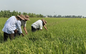 375 triệu USD hỗ trợ sản xuất gạo carbon thấp, chất lượng cao