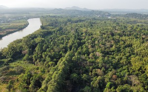 Hình thành thị trường tín chỉ carbon rừng của Việt Nam