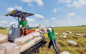 Chỉ thị đẩy mạnh sản xuất, kinh doanh, xuất khẩu lúa, gạo bền vững