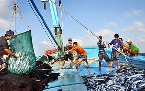 Chính phủ ban hành Chương trình hành động chống khai thác thủy sản bất hợp pháp