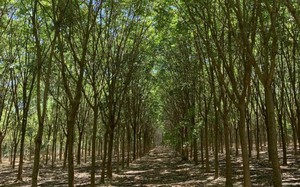 Đề xuất quy định về thanh lý rừng trồng