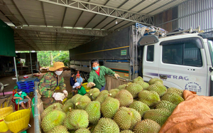 越南对中国农产品出口创新高