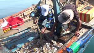Quảng Trị tăng cường ngăn chặn đánh bắt hải sản trái phép 