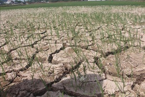 Gần 55.000 ha cây trồng ở Trung Bộ bị hạn hán, thiếu nước