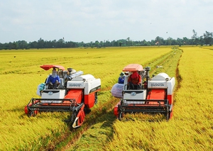Kết nối cung - cầu vật tư đầu vào, thúc đẩy sản xuất lúa gạo