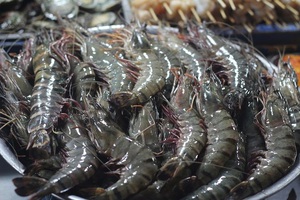 Kiểm soát an toàn dịch bệnh với tôm xuất khẩu sang Úc