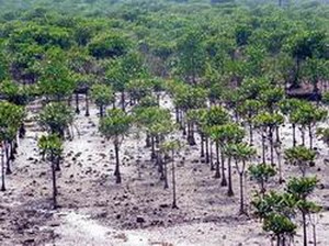 Phát triển bền vững hệ sinh thái rừng ngập mặn