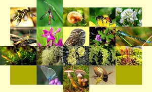 Lập Hội đồng thẩm định Nhiệm vụ lập Quy hoạch bảo tồn đa dạng sinh học quốc gia