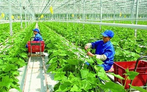 Hoàn thiện Kế hoạch phát triển kinh tế tập thể, hợp tác xã