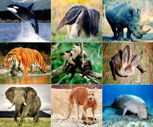 Loài động vật hoang dã nào phải dừng nhập khẩu?