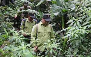Chuyển sang chuyên trách bảo vệ rừng được bảo lưu phụ cấp