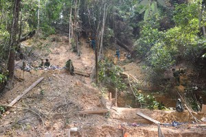 Đà Nẵng: Tăng cường tuần tra giám sát, bảo vệ rừng nghiêm ngặt