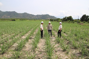 Phát triển vùng nguyên liệu góp phần vực dậy ngành mía đường