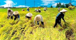 NHNN yêu cầu các ngân hàng hỗ trợ DN thu mua, tạm trữ thóc gạo tại ĐBSCL 