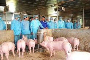 Kế hoạch quốc gia phòng, chống bệnh Dịch tả lợn Châu Phi