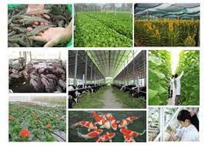 Ngân sách Nhà nước ưu tiên hỗ trợ phát triển sản xuất giống cây trồng, vật nuôi chủ lực quốc gia