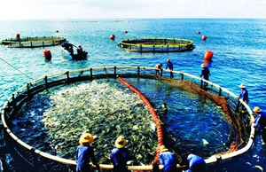 Phát triển nuôi biển trở thành ngành sản xuất hàng hóa quy mô lớn