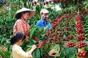 Hướng dẫn cho vay tái canh cà phê khu vực Tây Nguyên