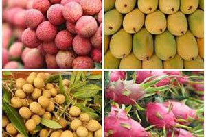 Thông tin DN xuất khẩu hoa quả sang Trung Quốc cần lưu ý