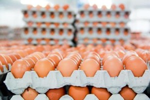 Công bố hạn ngạch thuế quan nhập khẩu muối, trứng gia cầm năm 2020
