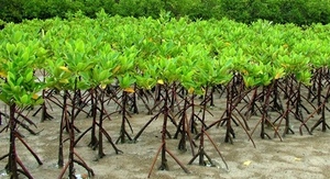 ASEAN chung tay trồng rừng ngập mặn