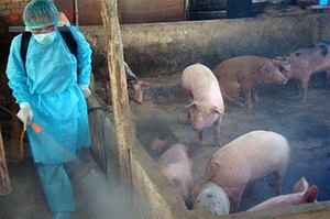 Mức hỗ trợ phòng, chống dịch tả lợn Châu Phi