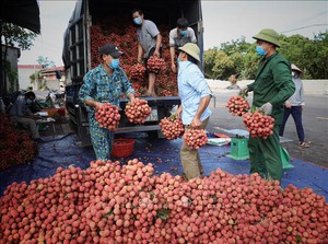 Thu hơn 6.800 tỷ đồng từ vải thiều, Bắc Giang "thành công trong gian khó"