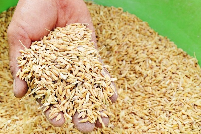 Xuất cấp gần 190 tấn hạt giống lúa, ngô hỗ trợ Hà Nam và Quảng Trị	 - Ảnh 1.