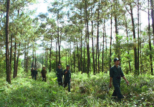NSNN hỗ trợ hoạt động bảo vệ rừng - Ảnh 1.