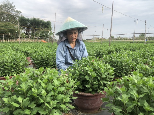 Đà Nẵng: Vươn lên sau bão lũ, nông dân tất bật vụ hoa Tết - Ảnh 1.