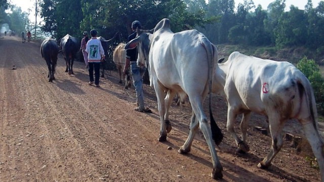 Ngăn chặn vận chuyển, buôn bán trâu bò trái phép qua biên giới - Ảnh 1.