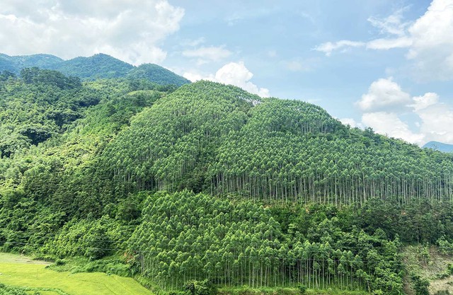 Thủ tục quyết định chuyển mục đích sử dụng rừng sang mục đích khác của tỉnh Thanh Hóa và Nghệ An - Ảnh 1.