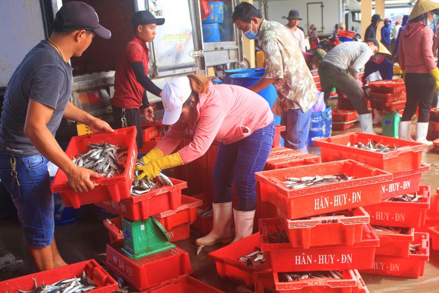 Ngư dân miền Trung khắc phục khó khăn, nỗ lực vươn khơi bám biển - Ảnh 5. Ngư dân miền Trung khắc phục khó khăn, nỗ lực vươn khơi bám biển - Ảnh 5.