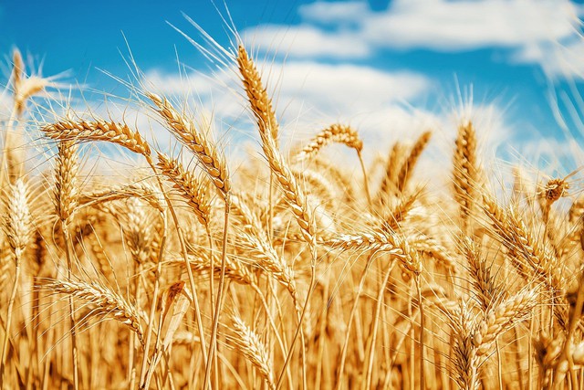 Nga và Thổ Nhĩ Kỳ tìm giải pháp xuất khẩu ngũ cốc của Ukraine - Ảnh 1.