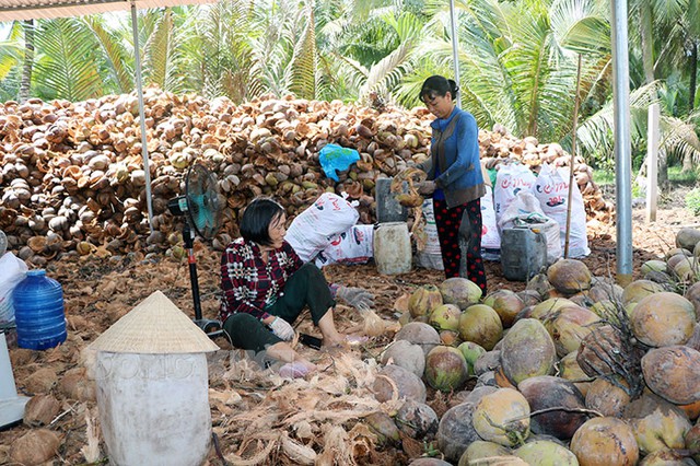 Bến Tre: Hỗ trợ doanh nghiệp, người dân tìm đầu ra cho sản phẩm dừa - Ảnh 1.