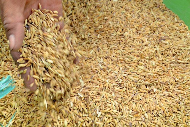 Xuất cấp 647,3 tấn hạt giống lúa hỗ trợ tỉnh Quảng Ngãi - Ảnh 1.