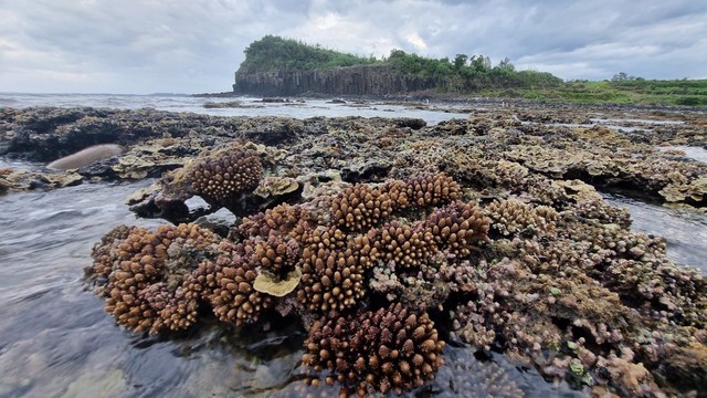 Quảng Ngãi bảo vệ hệ sinh thái rạn san hô - Ảnh 1.